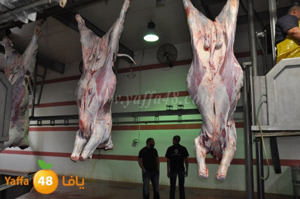 Jam3iya la7m3n (38).JPG